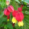 Abutilon Megapotamicum - Abutilon Du Grand Fleuve. -Magasin De Plantes Abulilon megapotamicum 83213 1