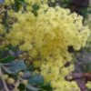Mimosa - Acacia Pravissima -Magasin De Plantes Acacia pravissima 85239 1