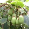 Kiwi Arguta Issai (autofertile) - Kiwaï - Actinidia Arguta 1 Kiwi Arguta Issai (autofertile) - Kiwaï - Actinidia Arguta -Magasin De Plantes Actinidia Issai 42856 1