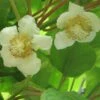 Kiwi Tomuri (mâle) - Actinidia Deliciosa -Magasin De Plantes Actinidia deliciosa Tomuri 80722 FL