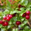 Airelle Rouge Red Pearl - Vaccinium Vitis-idaea 2 Airelle Rouge Red Pearl - Vaccinium Vitis-idaea -Magasin De Plantes Airelle rouge Red Pearl Vaccinium vitis idaea copyright 1010511 1