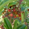 Arbutus Andrachne - Arbousier De Chypre -Magasin De Plantes Arbutus andrachne 83945 1