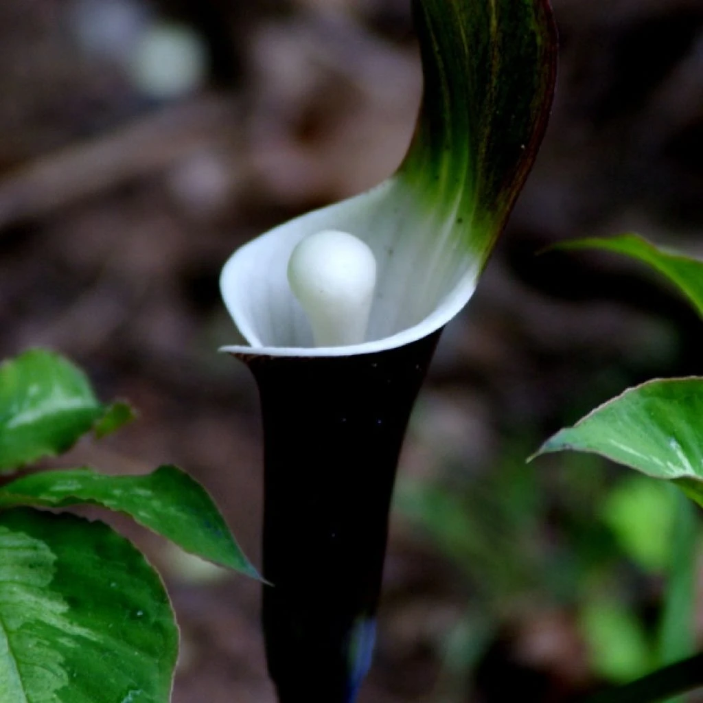 Arisaema Sikokianum 3 Arisaema Sikokianum