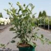Aronia Melanocarpa Autumn Magic -Magasin De Plantes Aronia melanocarpa Autumn Magic NOBLE 83947 1
