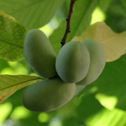 Asimina Triloba Shenandoah - Asiminier, Pawpaw
