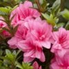 Azalée Hybride ENCORE® Empress -Magasin De Plantes Azalea Encore Empress 88771 1
