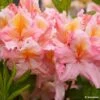 Azalée De Chine Demoiselles De Boutiguery Callista - Rhododendron Hybride 1 Azalée De Chine Demoiselles De Boutiguery Callista - Rhododendron Hybride -Magasin De Plantes Azalee de Chine Demoiselles de Boutiguery Callista Rhododendron hybride IF 18439 1