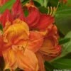 Azalée Glowing Embers - Rhododendron Molle -Magasin De Plantes Azalee mollis Glowing Embers 82635 1