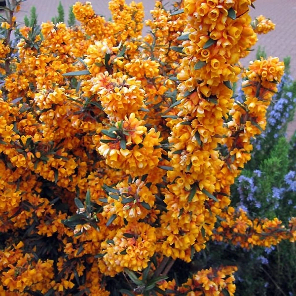 Berberis Linearifolia Orange King - Epine-vinette 3 Berberis Linearifolia Orange King - Epine-vinette