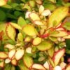 Berberis Thunbergii Limoncello - Epine-vinette -Magasin De Plantes Berberis thunbergii Limoncello 87377 1
