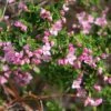 Boronia Crenulata Shark Bay - Boronie à Feuilles Crénelées 1 Boronia Crenulata Shark Bay - Boronie à Feuilles Crénelées -Magasin De Plantes Boronia crenulata Shark Bay 100406 1