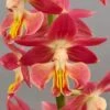 Calanthe Red Sunset - Orchidée Vivace 2 Calanthe Red Sunset - Orchidée Vivace -Magasin De Plantes Calanthe Red Sunset Orchidee vivace IF 18957 1