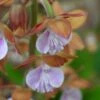 Calanthe Discolor -Magasin De Plantes Calanthe discolor ld yamada 9528 1