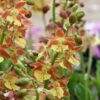 Calanthe Tricarinata - Orchidée Vivace -Magasin De Plantes Calanthe tricarinata 5032 1