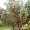 Callistemon Viminalis - Rince-bouteille 1 Callistemon Viminalis - Rince-bouteille -Magasin De Plantes Callistemon viminalis 83245 1
