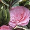 Camélia Classique - Camellia Kerguelen -Magasin De Plantes Camellia Kerguelen 781711 1