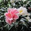 Camélia Lady Vansittart - Camellia Japonica 1 Camélia Lady Vansittart - Camellia Japonica -Magasin De Plantes Camellia Lady Vansittart 85271 1
