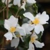Camélia Grijsii - Camellia -Magasin De Plantes Camellia grijsii Arbustes 85268 1