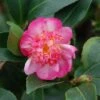 Camélia D'automne - Camellia Sasanqua Choji Guruma 1 Camélia D'automne - Camellia Sasanqua Choji Guruma -Magasin De Plantes Camellia sasanqua Choji Guruma 0566002 1