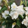 Camellia Transnokoensis - Camélia Botanique -Magasin De Plantes Camellia transnokoensis 85286 1
