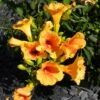 Bignone - Campsis Tagliabuana Summer Jazz Gold -Magasin De Plantes Campsis radicans Summer Jazz Gold 84460 1