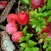 Canneberge Early Black - Vaccinium Macrocarpon - Cranberry -Magasin De Plantes Canneberge Early Black 78040 1