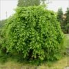 Carpinus Betulus Pendula - Charme Commun Pleureur -Magasin De Plantes Carpinus betulus Pendula 87211 1