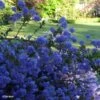 Céanothe Blue Sapphire -Magasin De Plantes Ceanothus Blue Sapphire 87735 1