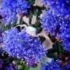 Ceanothus Dark Star - Lilas De Santa Barbara -Magasin De Plantes Ceanothus Dark Star 84621 1