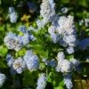 Ceanothus Arboreus Concha - Lilas De Californie -Magasin De Plantes Ceanothus arboreus Concha 82192 1