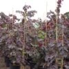 Cercis Canadensis Ruby Falls – Arbre De Judée Pleureur, Nain Et Pourpre -Magasin De Plantes Cercis canadensis Ruby Falls 82956 1