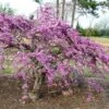 Cercis Canadensis Traveller - Arbre De Judée -Magasin De Plantes Cercis canadensis Traveller 86398 1