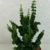 Faux Cyprès Du Japon - Chamaecyparis Obtusa Chirimen -Magasin De Plantes Chamaecyparis obtusa Chirimen 627002 1