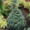 Cyprès Sawara - Chamaecyparis Pisifera Baby Blue -Magasin De Plantes Chamaecyparis pisifera Baby Blue 0638002 1