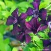 Clématite Viticella Dark Eyes -Magasin De Plantes Clematis Dark Eyes 87848 1