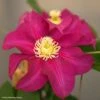 Clématite - Clematis SUCCESS Magenta -Magasin De Plantes Clematis SUCCESS Magenta Tra73 84882 1