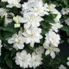 Clématite - Clematis Diversifolia White Arabella -Magasin De Plantes Clematis diversifolia White Arabella 89513 1