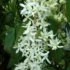 Clématite - Clematis Armandii Little White Charm 1 Clématite - Clematis Armandii Little White Charm -Magasin De Plantes Clematite Clematis armandii Little White Charm IF 6813641 1