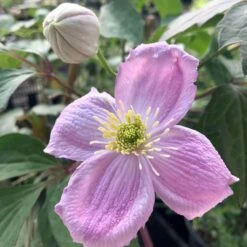 Clématite - Clematis Montana Sans Soucis