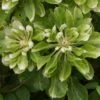 Clématite - Clematis Green Passion 1 Clématite - Clematis Green Passion -Magasin De Plantes Clematite Green Passion 83600 1