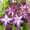 Clématite - Clematis Venosa Violacea -Magasin De Plantes Clematite Venosa 681438 1