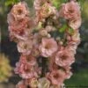 Cognassier Du Japon Cameo - Chaenomeles Superba -Magasin De Plantes Cognassier superba cameo 9565 1