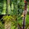 Collection 5 Eucomis -Magasin De Plantes Collection 5 Eucomis 86085 1