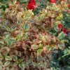 Coprosma Repens Pink Splendor -Magasin De Plantes Coprosma repens Pink Splendor LD 18454 1