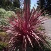 Cordyline Banksii Electric Pink -Magasin De Plantes Cordyline banksii Electric Pink 100458 1