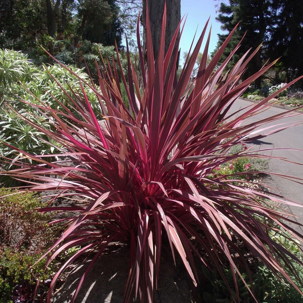 Cordyline Banksii Electric Pink 3 Cordyline Banksii Electric Pink