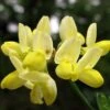 Coronille - Coronilla Valentina Subsp. Glauca Citrina -Magasin De Plantes Coronilla valentina subsp glauca Citrina 82796 1