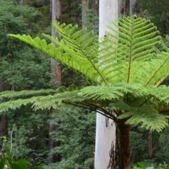 Cyathea Cooperi - Fougère Arborescente