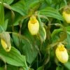 Cypripedium Kristi Lyn - Sabot De Vénus Hybride 2 Cypripedium Kristi Lyn - Sabot De Vénus Hybride -Magasin De Plantes Cypripedium Kristi Lyn Sabot de Venus hybride copyright 173610 1