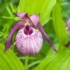 Cypripedium Lucy Pinkepank - Orchidée De Jardin Hybride, Sabot De Vénus 2 Cypripedium Lucy Pinkepank - Orchidée De Jardin Hybride, Sabot De Vénus -Magasin De Plantes Cypripedium Lucy Pinkepank copyright 17362 1